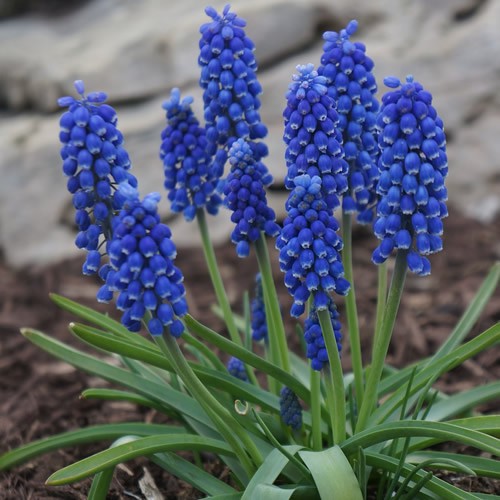 Muscari Bulbs -  Armeniacum